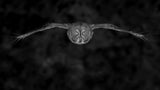 Great Gray Owl in fly Poster och Canvastavla