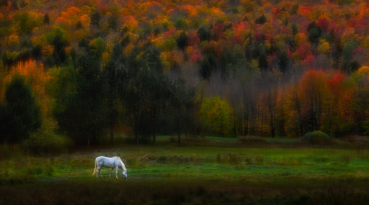Autumn glory Poster och Canvastavla