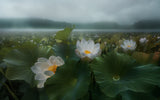 The morning rain Poster och Canvastavla