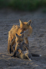 Fox Mother and Cub Poster och Canvastavla