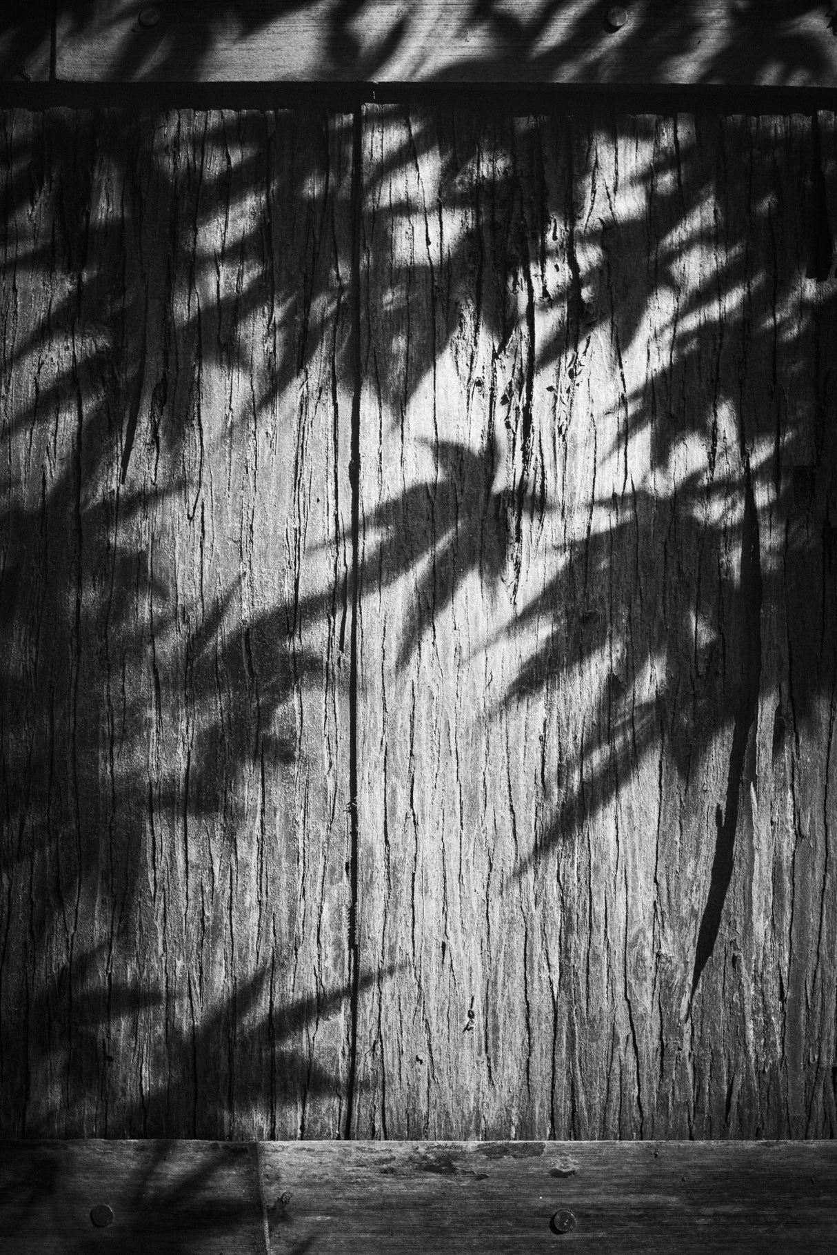 Shadow of autumn leaves Poster och Canvastavla