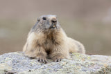Marmot Poster och Canvastavla
