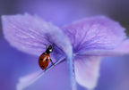 Ladybird on purple hydrangea Poster och Canvastavla