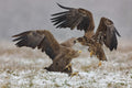 Eagle fights Poster och Canvastavla