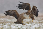 Eagle fights Poster och Canvastavla