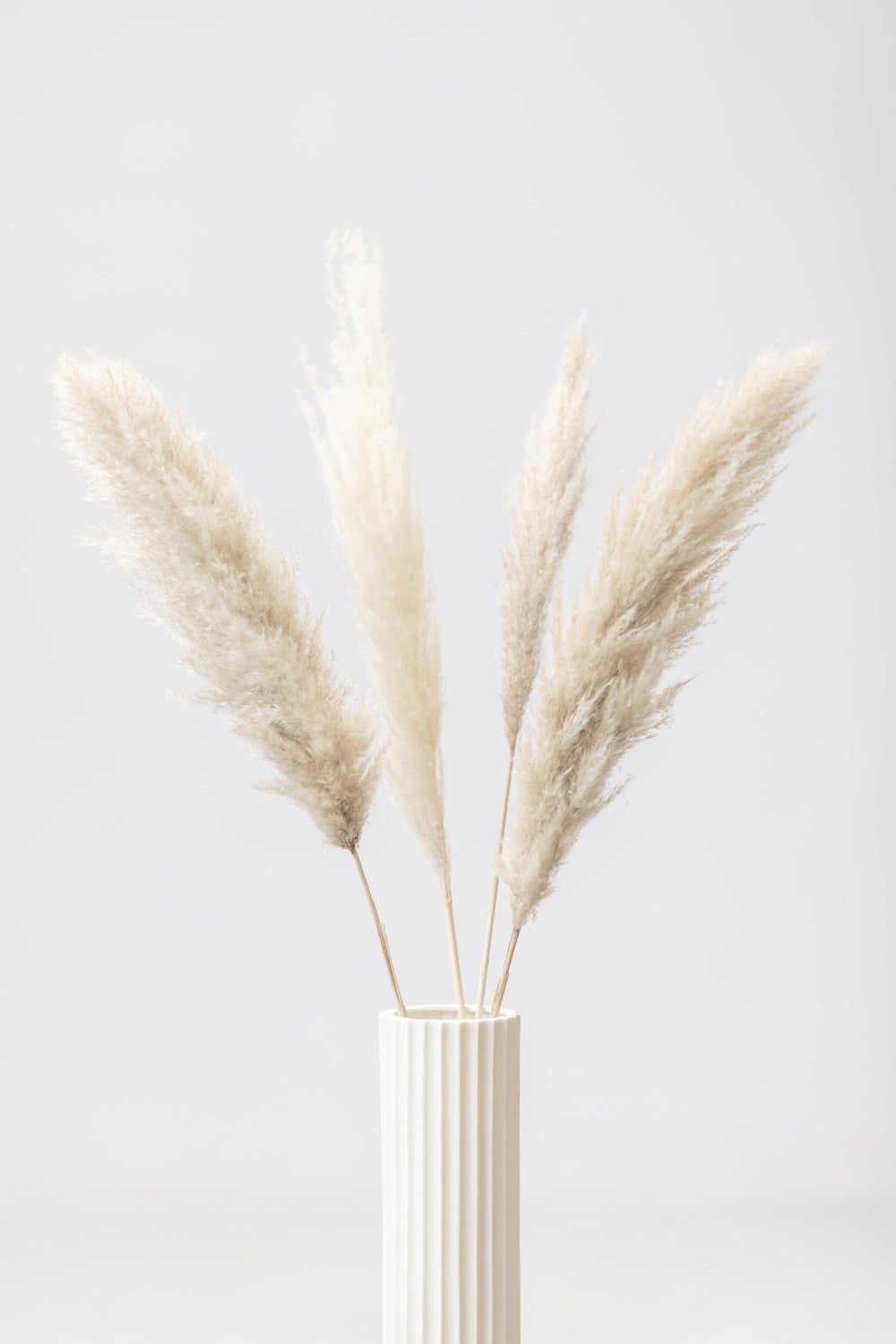 Pampas Grass Grey 09 Poster och Canvastavla