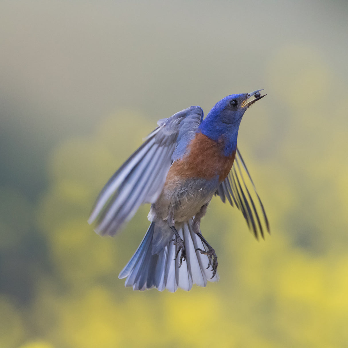 blue bird in flight Poster och Canvastavla