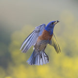 blue bird in flight Poster och Canvastavla