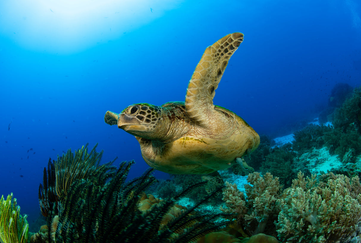 Green Sea turtle Poster och Canvastavla
