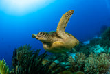 Green Sea turtle Poster och Canvastavla