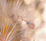 In the wind of spring... Poster och Canvastavla