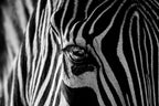 Abstract Zebra Poster och Canvastavla