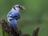 Backyard Bird Poster och Canvastavla