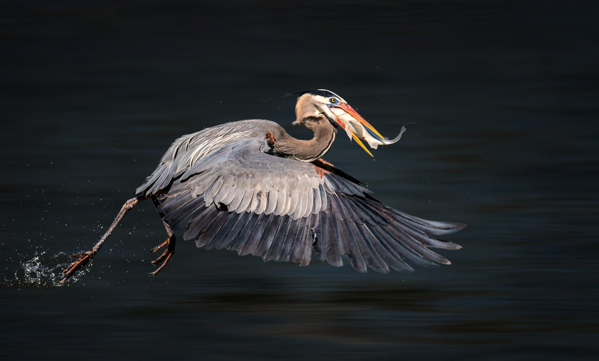 Swallowing Food in Flight Poster och Canvastavla