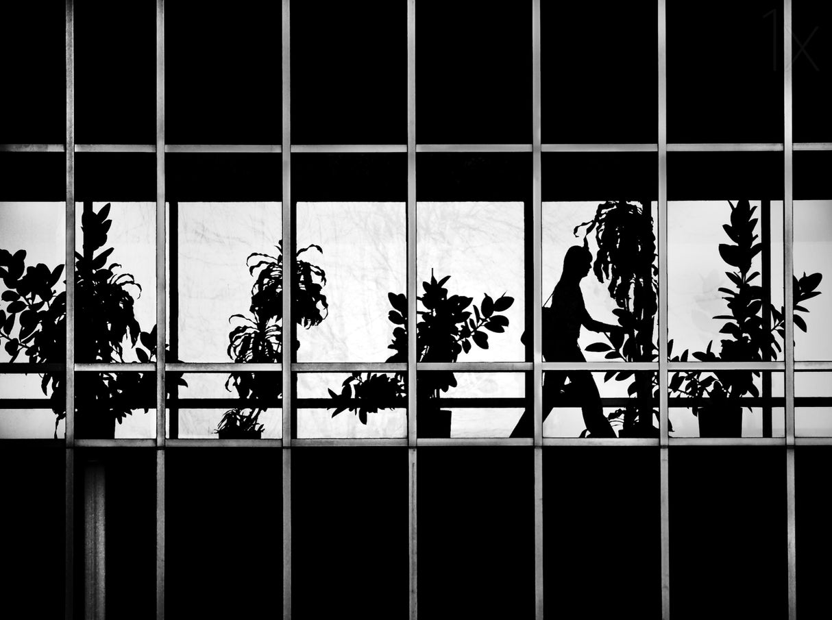 Urban Jungle Poster och Canvastavla