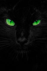 The Viridescent Stare Poster och Canvastavla