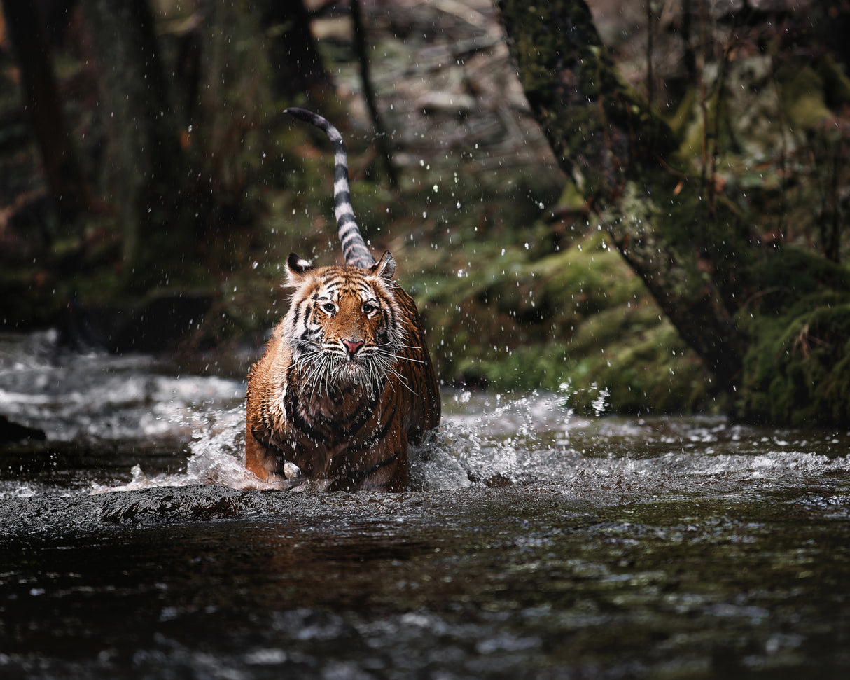 Big cat in creek Poster och Canvastavla