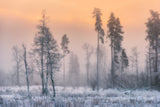 Frosty morning Poster och Canvastavla
