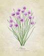 Chives vintage Poster Kitchen poster eller kökstavla