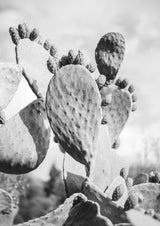 Cacti Cowboy No1 Poster och Canvastavla