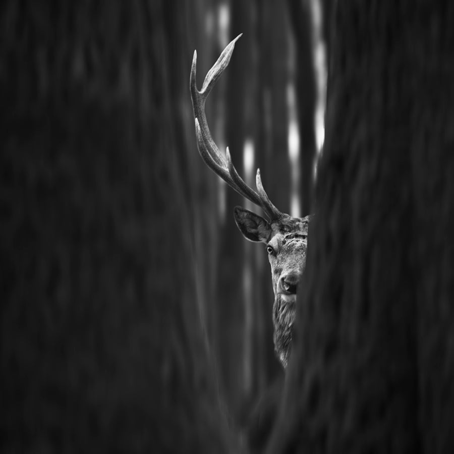 I see you Poster och Canvastavla