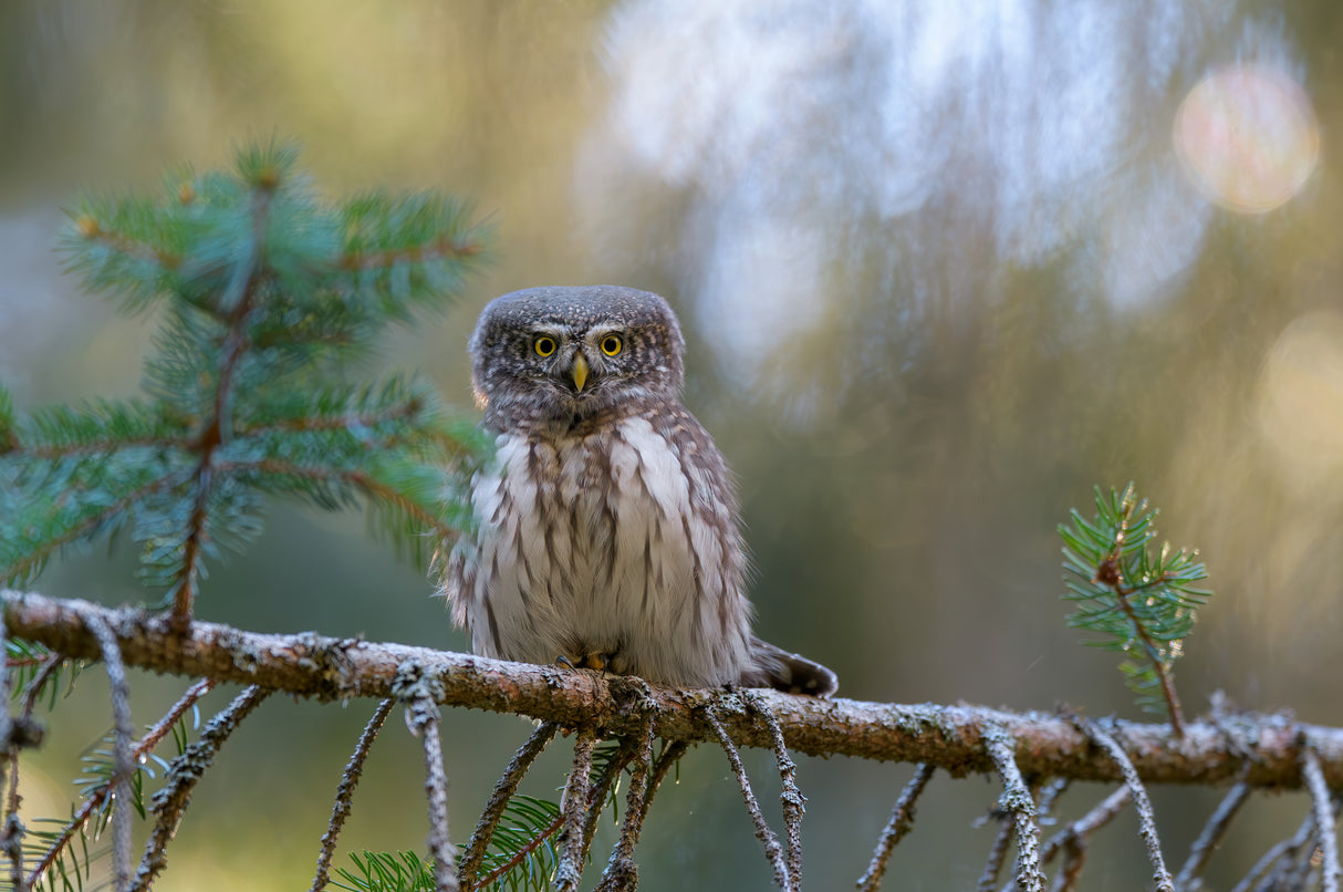 Pygmy Owl Poster och Canvastavla