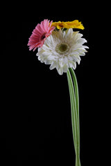beautiful flower in front of black background Poster och Canvastavla