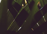 Palm Textures Poster och Canvastavla