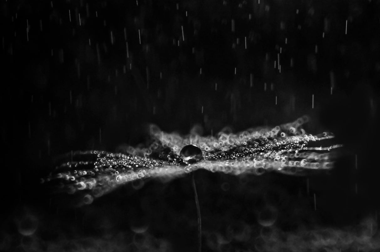 Black And White Dandelion Poster och Canvastavla