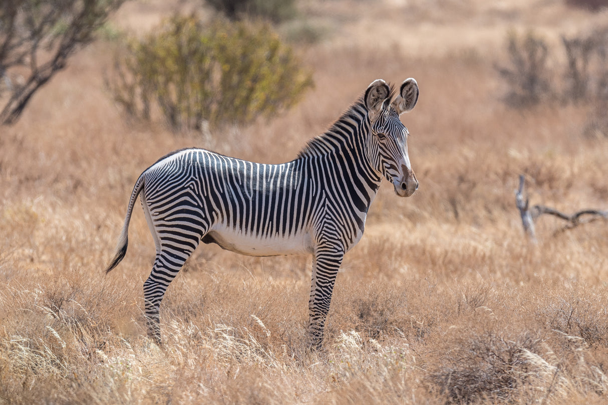 The magnificent Grevy's Zebra Poster och Canvastavla