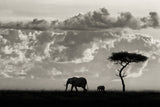 Silhouettes of Mara Poster och Canvastavla