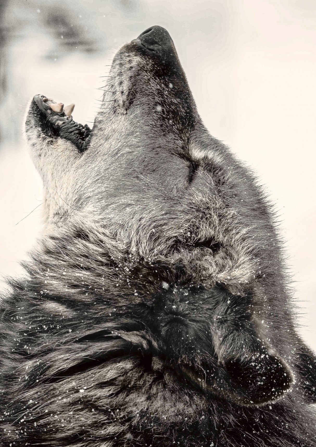 Soul howling Poster och Canvastavla