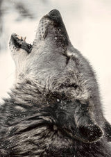 Soul howling Poster och Canvastavla
