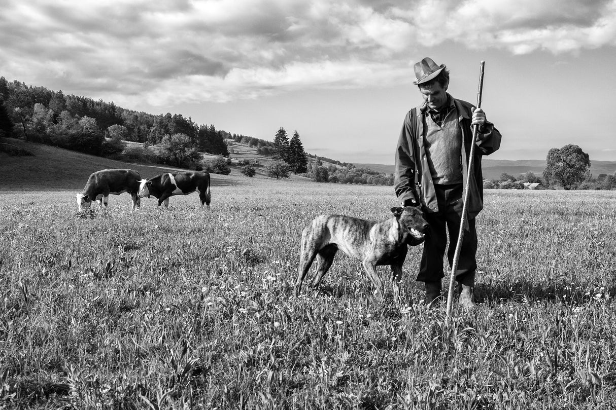 Cows keepers Poster och Canvastavla