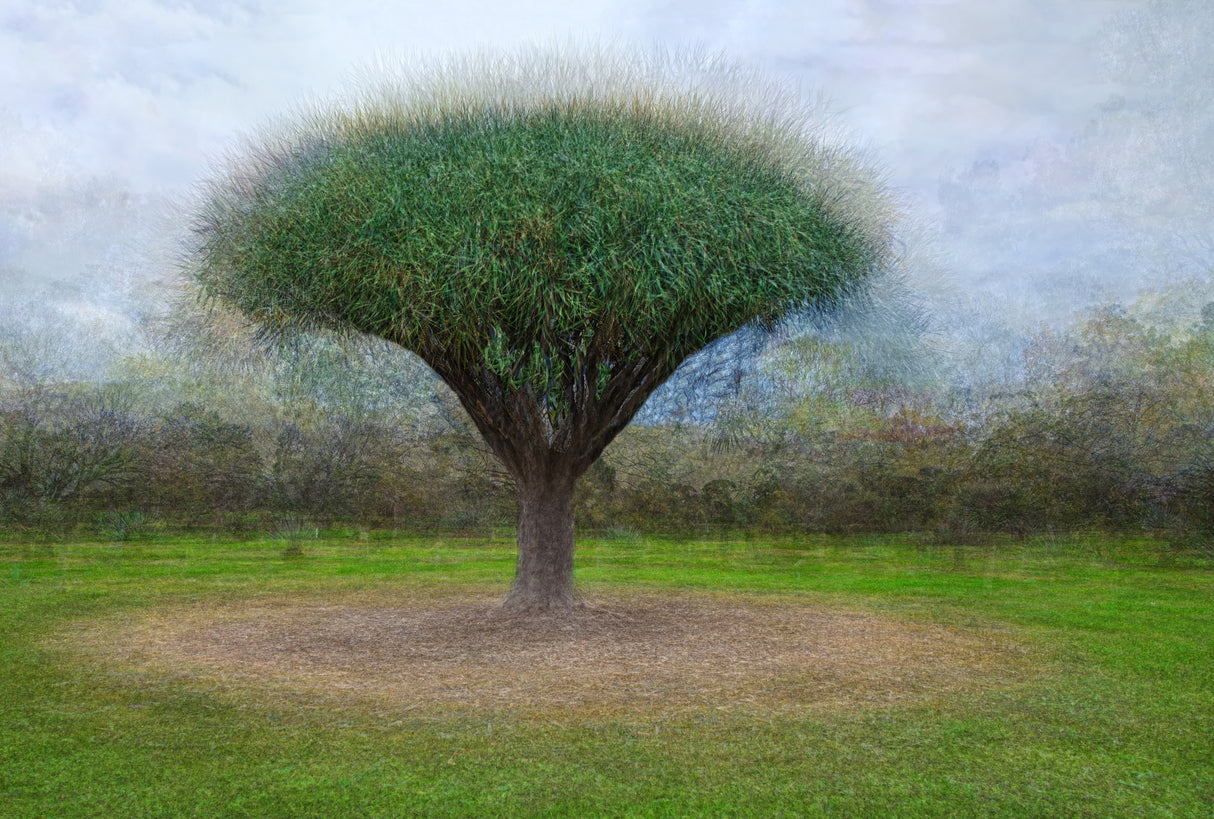 Round and Round The Mulberry Bush Poster och Canvastavla