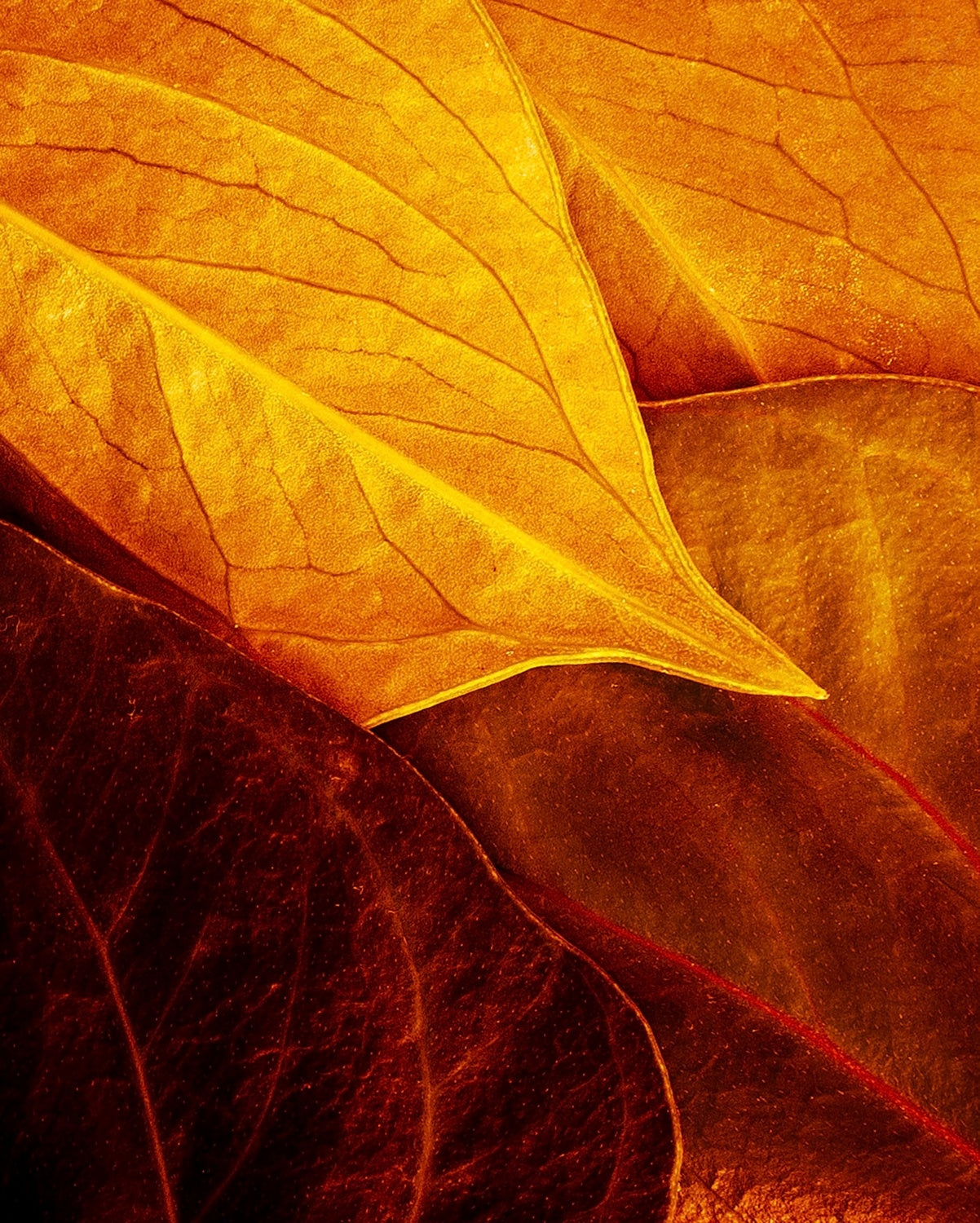 Leaves Poster och Canvastavla