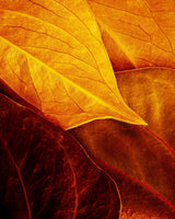 Leaves Poster och Canvastavla