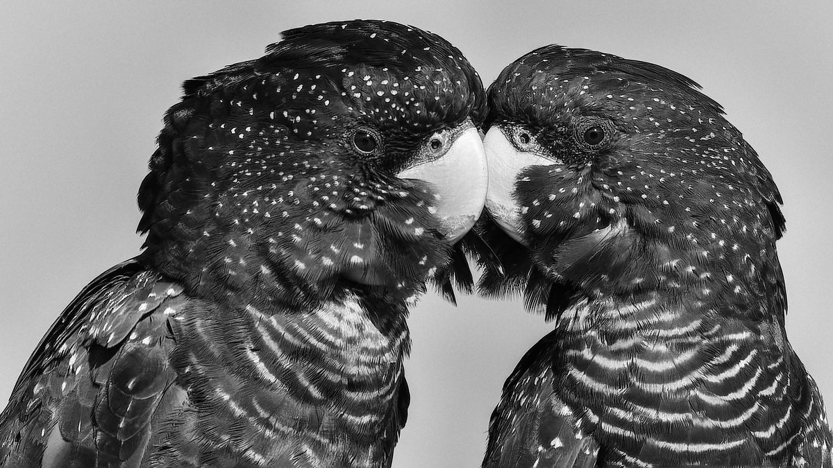 Time to Smootch Poster och Canvastavla