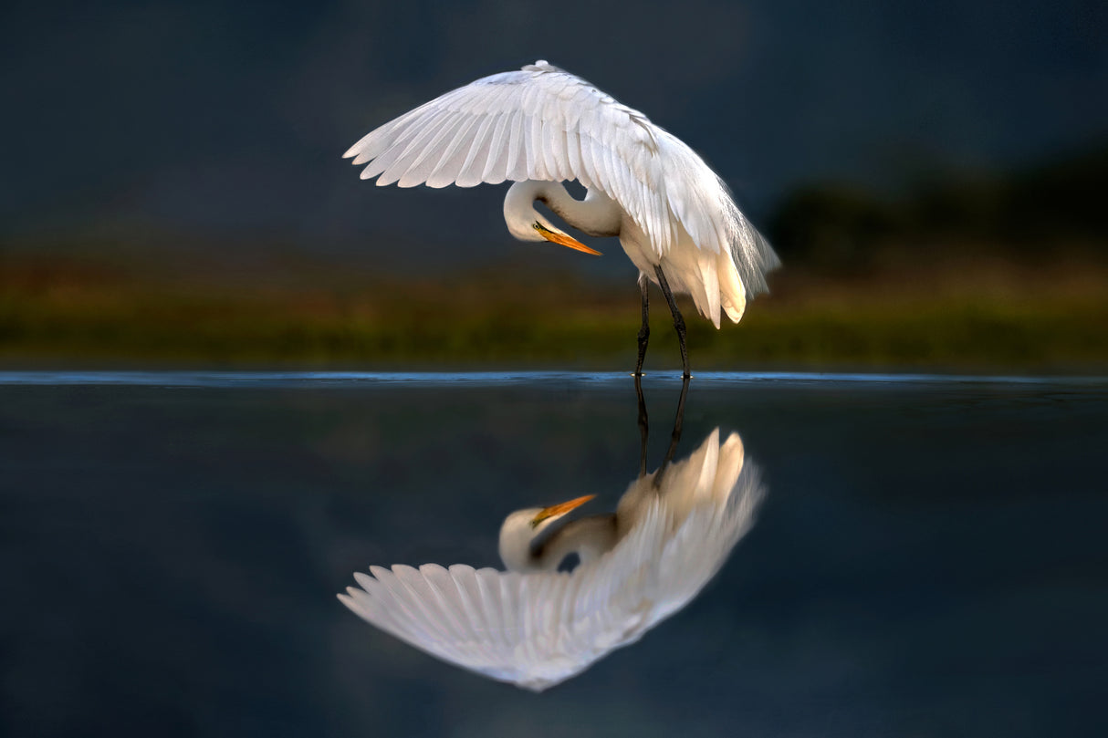 Egret at dusk Poster och Canvastavla