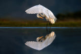Egret at dusk Poster och Canvastavla
