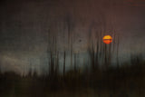 ...and the moon stood still for the night bird's song... Poster och Canvastavla