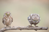 Curiosity of chick Poster och Canvastavla