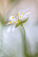 Stitchwort soft Poster och Canvastavla