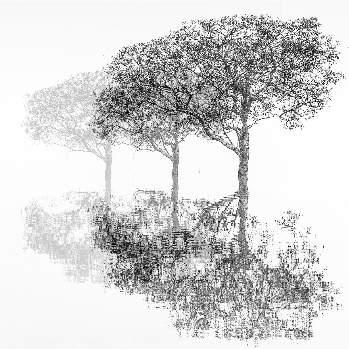 Three trees. Poster och Canvastavla