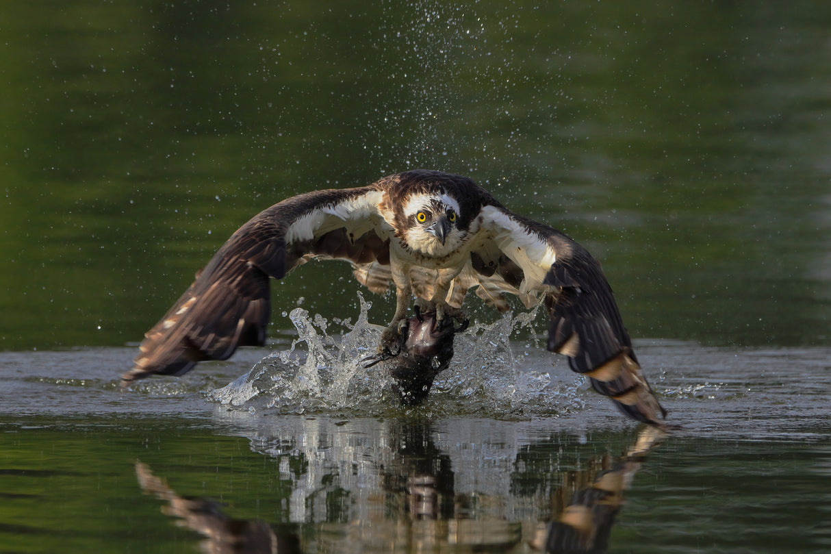 Osprey Poster och Canvastavla