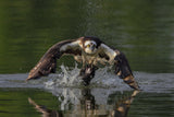 Osprey Poster och Canvastavla