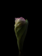Unfolding Poster och Canvastavla