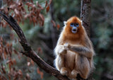Golden snub-nosed monkey Poster och Canvastavla