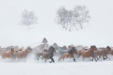 Winter Pasture Poster och Canvastavla
