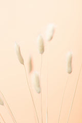 Bunny Grass Peach 06 Poster och Canvastavla